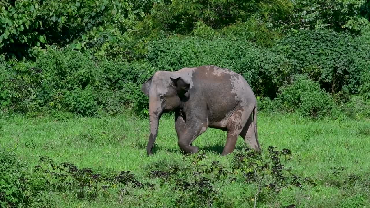 아시아 코끼리는 멸종 위기 종이며 태국 거주자이기도합니다.