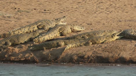 a group of nile crocodile is lying in the sun in the sand next to the river, mashatu game reserve
