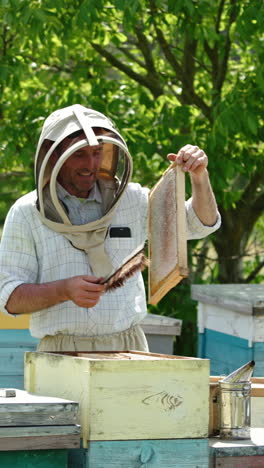 beekeeper cleans the frame of bees with a brush. full frame is placed into special box for future extracting honey harvest. vertical video