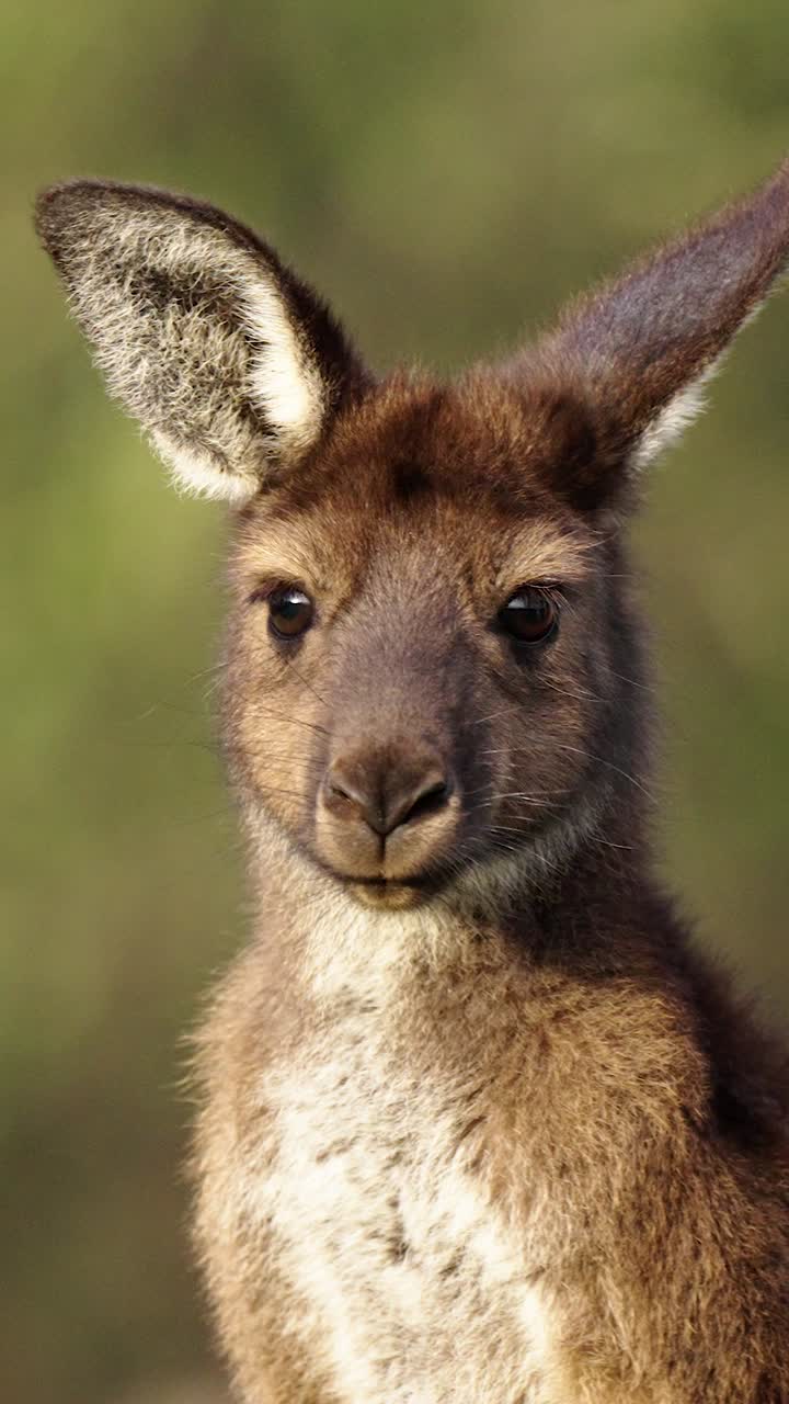 Vertical of wild kangaroo closeup portrait with soft green background in Adelaide Hills, South Australia