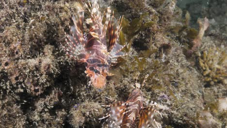 two deadly lion fish face with venomous pectoral fins face each other on a reef structure