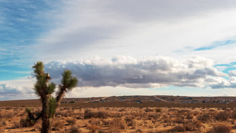 Ein-Joshua-Baum-Im-Vordergrund-Einer-Mojave-Wüste-Im-Zeitraffer-Mit-Wogenden-Cumulus-Wolken,-Die-über-Der-Trockenen-Landschaft-Gestalt-Annehmen