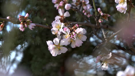 blooming almond tree on a sunny day