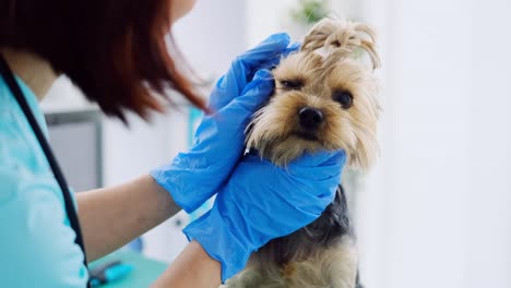 una mujer veterinaria examina los ojos de un yorkshire terrier.