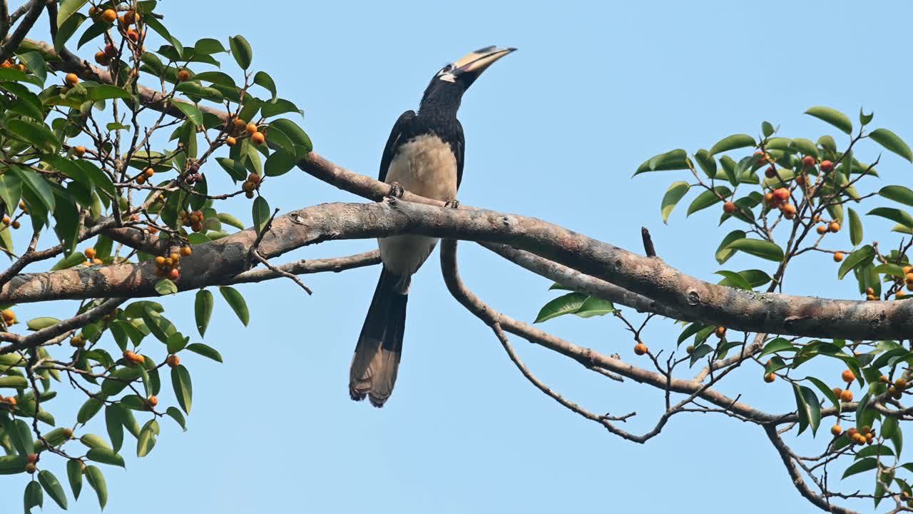 oriental pied hornbill, anthracoceros albirostris, 카오 야이 국립 공원, 태국