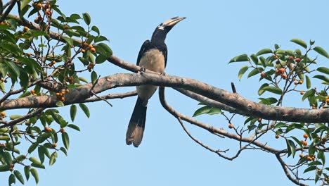 Oriental-Pied-Hornbill,-Anthracoceros-albirostris,-Khao-Yai-National-Park,-Thailand