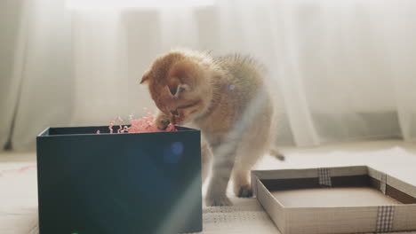 the cat unpacks the gift, looks into the box