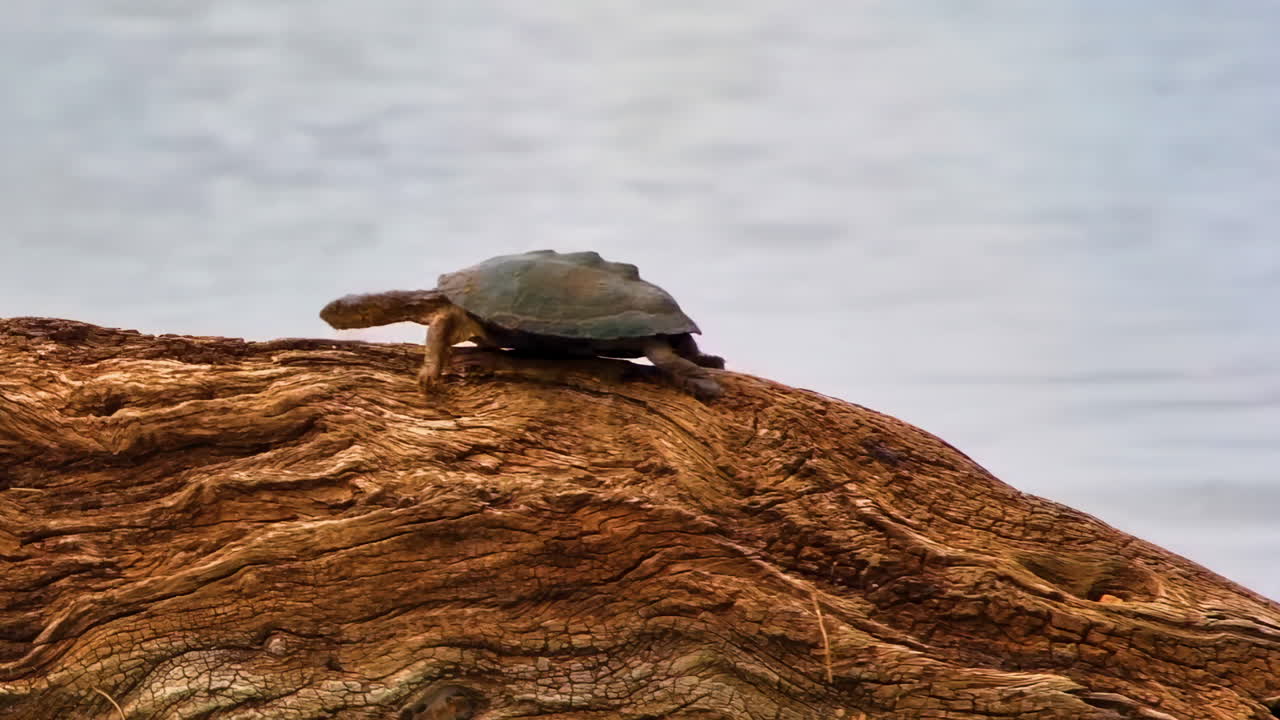 A small terrapin clambers along a fallen log by a river