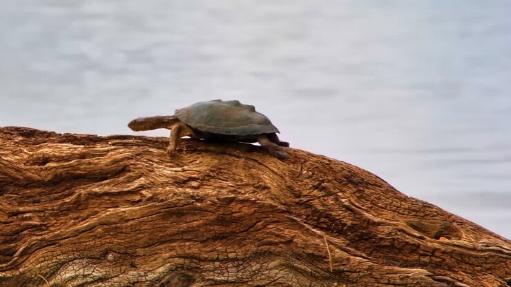 A small terrapin clambers along a fallen log by a river