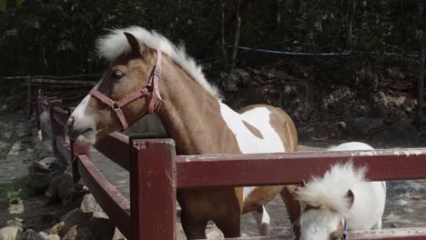 a close up shot of a shetland pony and a dwarf horse in a paddock at an agricultural petting zoo farm