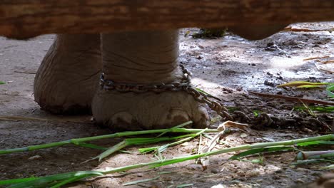 Primer-Plano-De-Un-Pie-De-Elefante-Domesticado-Atado-A-La-Cadena-Mientras-Se-Alimenta-De-Hierba