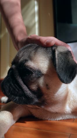 la mano acariciando a un pug dormido