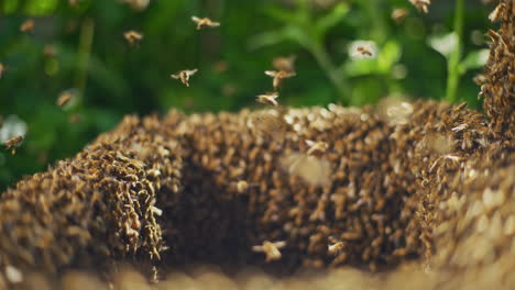 Abejas-Trabajando-Y-Produciendo-Miel-En-La-Colmena