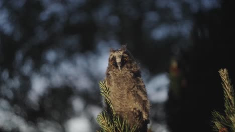 long-eared owl looking down from a pine tree at night