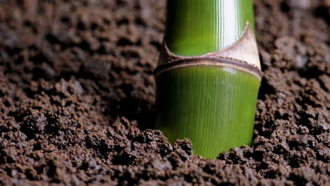 close-up of bamboo sprout in soil