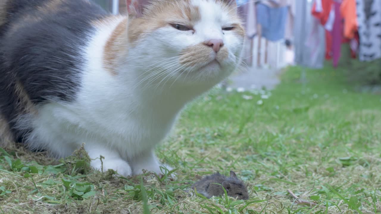 고양이가  ⁇ 를 잡았다