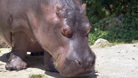 slow motion shot of wild hippo eating and chewing food outdoors in safari national park in africa - close up shot - prores high quality shot in 4k