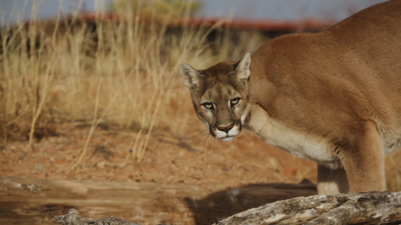 Puma femmina in agguato sulla preda al rallentatore in un clima desertico arido - Nello stile di un documentario naturalistico