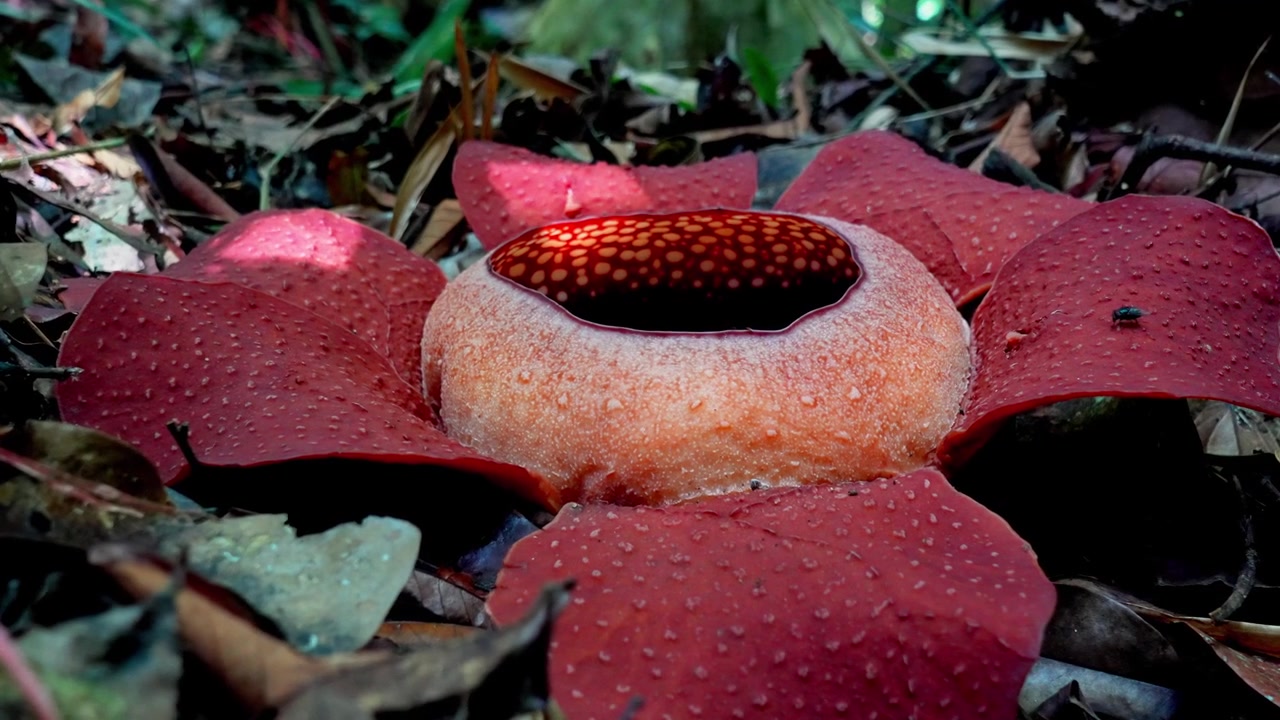4K-käsivarakuvattu hidastus kukkivasta Rafflesia kerrii -kukasta sademetsän lehtien ympäröimänä Khao Sokin, Surat Thanin vuoristossa. Kärpänen nousee lentoon terälehdestä