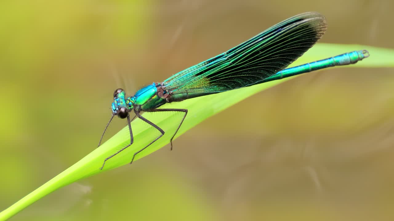 libélula verde y azul en una hoja