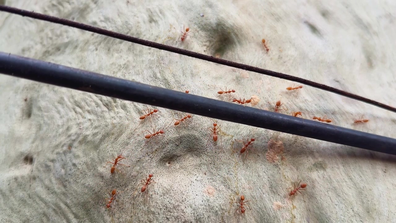 Statisk närbild av asiatiska vävarmyror som kryper över texturerad trädbark och visar naturligt födosöksbeteende i en tropisk utomhusmiljö