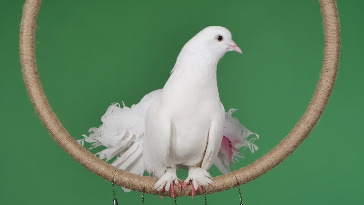 una paloma real con un hermoso plumaje blanco se sienta en el anillo y mira a su alrededor. pájaro posando en el estudio en la pantalla verde clave de croma. pájario de circo de cerca. cámara lenta