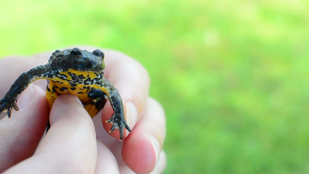 Bombina variegata. Fotografering av en groda.