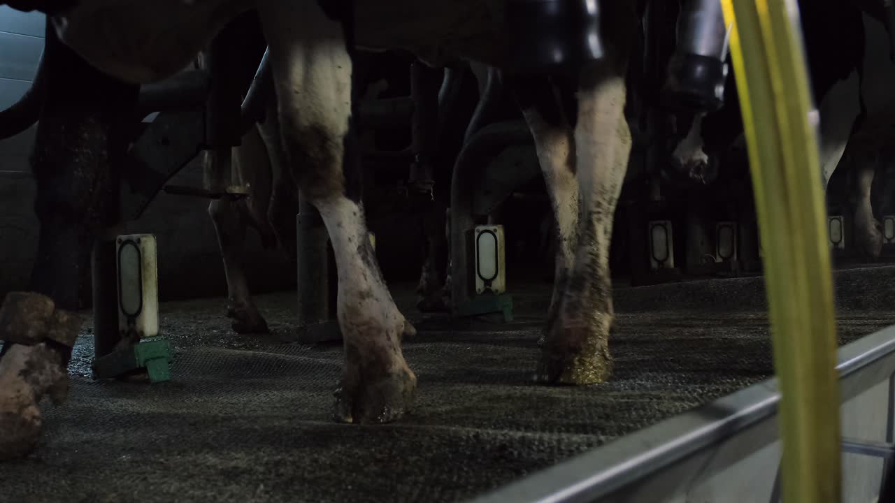 터키, 중동 국가, 소 관리,  ⁇ 기, 먹이 먹기, 농장 생활, 소 우유