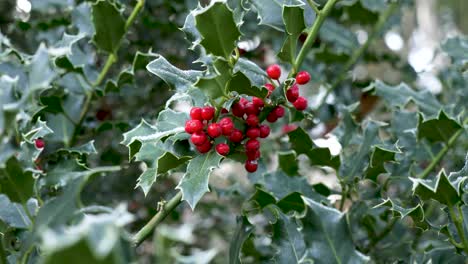 Motion shot red holly berries on frost tree branch, Close up