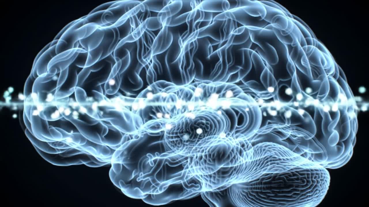 representación digital de un cerebro humano