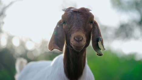 closeup-of-a-goat-looking-towards-the-camera-with-the-sun-behind-it-in-a-natural-environment-in-the-background