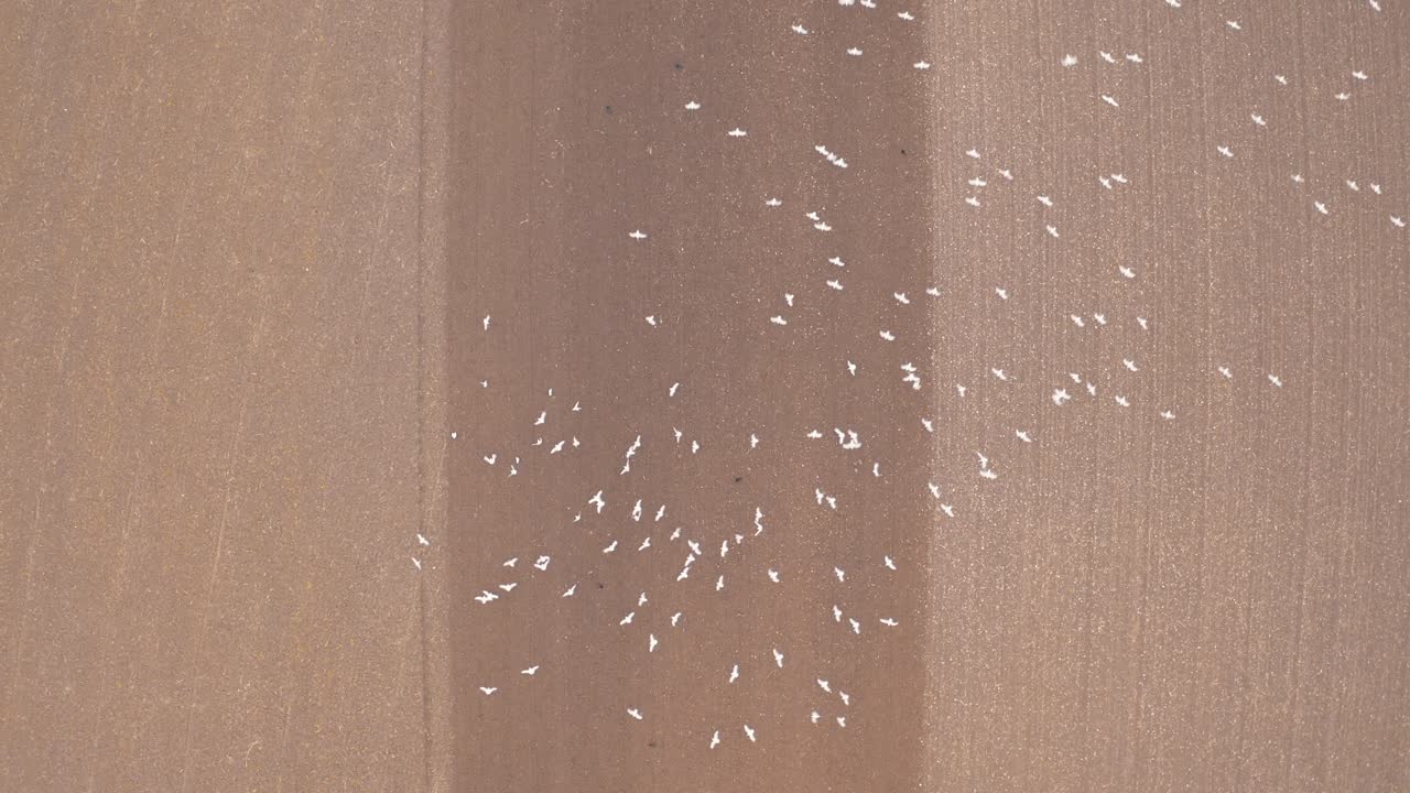 농경지에서 트랙터를 따라가는 바다표범의 잠금