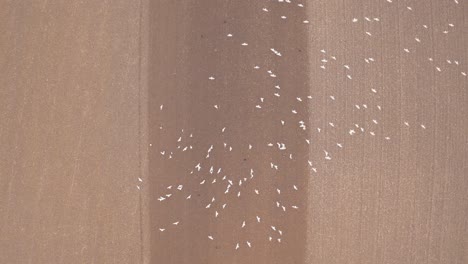 lock of seagulls following a tractor on farmland