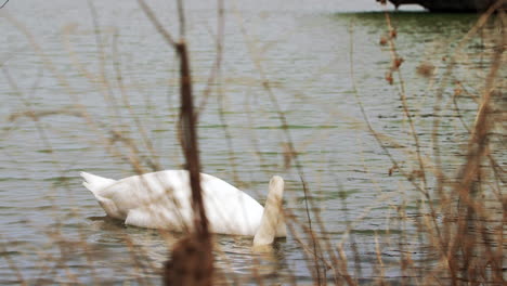 Weißer-Schwan-Im-Wasser,-Der-Ins-Schilf-Taucht,-Um-Nach-Fisch-Und-Nahrung-Zu-Suchen