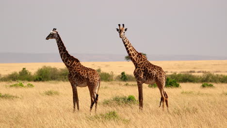 giraffes standing in the african savanna, masai mara, kenya - wide shot