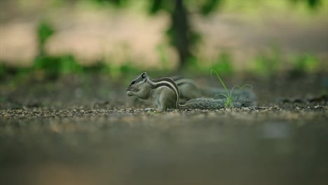 The-Indian-palm-squirrel-or-three-striped-palm-squirrel-is-a-species-of-rodent-in-the-family-Sciuridae-found-naturally-in-India-and-Sri-Lanka,-A-cute-squirrel-eating-grains-from-the-floor