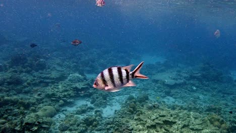 Single-Scissortail-Sergeant-Swims-Over-The-Coral-Reef-In-The-Blue-Ocean--closeup-shot