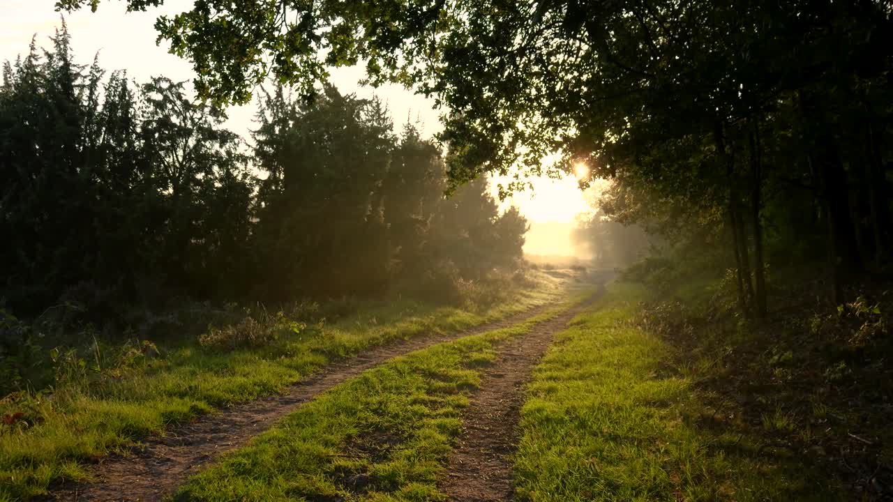 Peaceful sunrise over a winding dirt path through lush greenery and trees in Texel, Netherlands, with warm golden light filtering through the forest, creating an atmospheric countryside scene