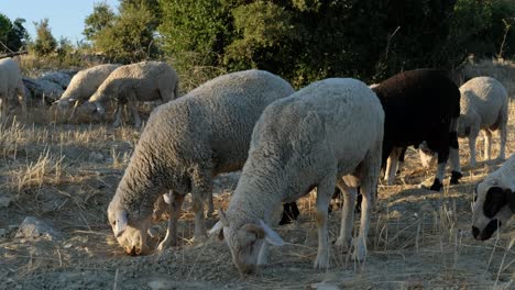 campo de pastoreo de ovejas
