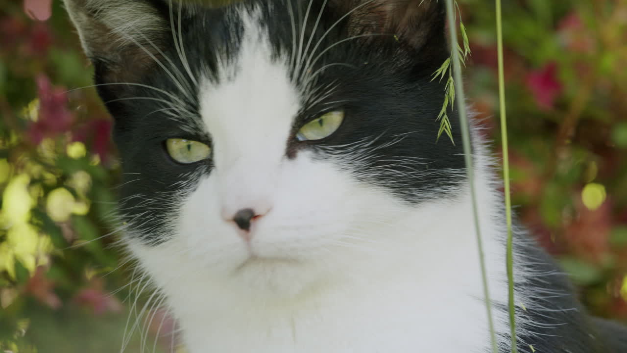 정원에서 검은색과 색의 고양이