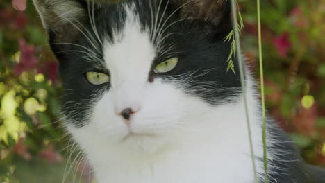 gato blanco y negro en un jardín