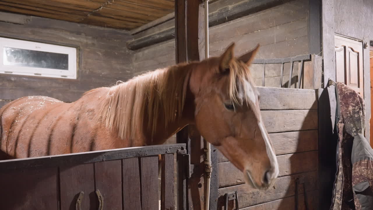 Chestnut horse in wooden stall turns head, dustspeckled coat and textured mane caught by small window light, rustic plank walls and stable hardware, attentive profile with gentle motion, quiet barn