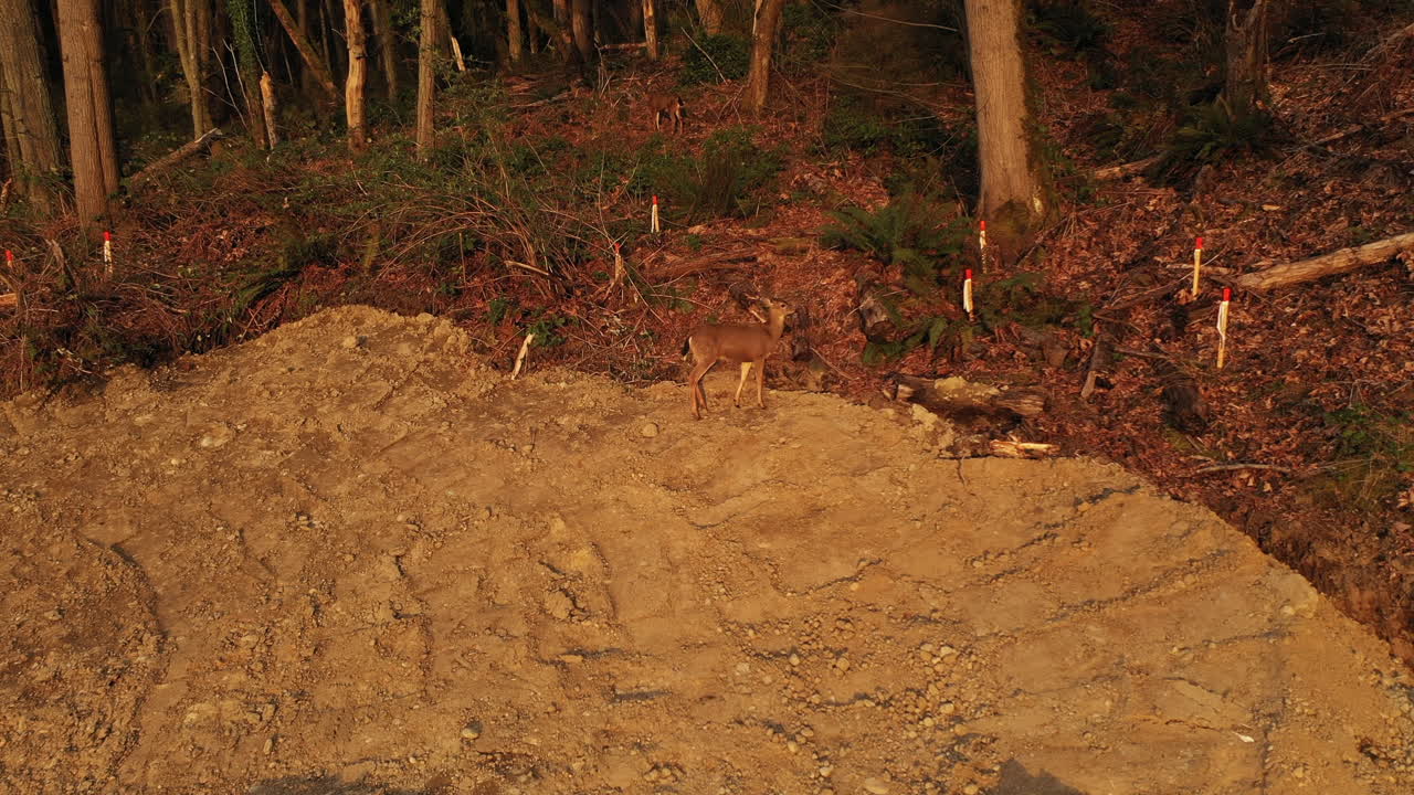 황금 시간 에 숲 에 들어오는 두 마리 의 위장 된 사 ⁇  의 가까운 공중 전망
