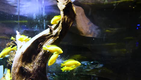 yellow fish in an aquarium