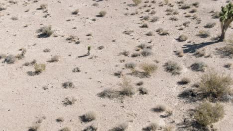 A-low-altitude-down-facing-aerial-over-cacti-and-shrubs-in-the-Mojave-desert-near-interstate-15-in-California,-USA