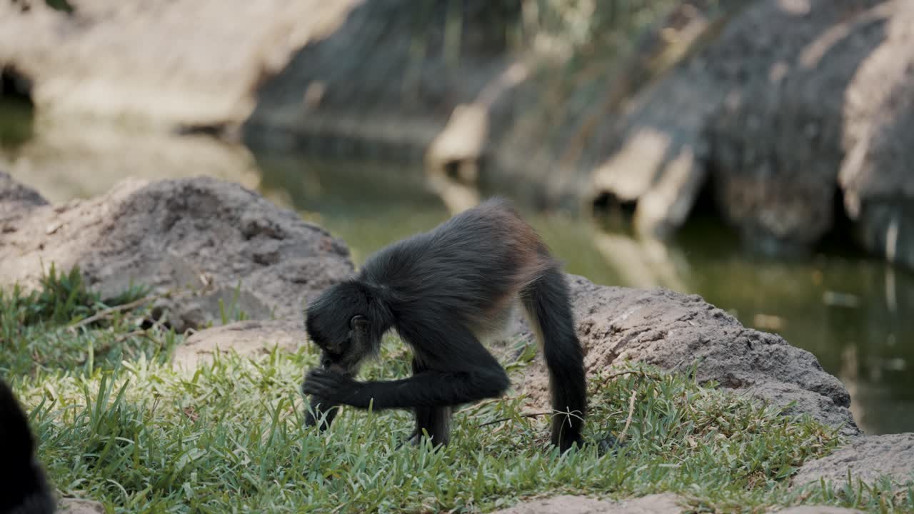 Scimmia ragno centroamericana in cerca di cibo nell'erba lungo il fiume