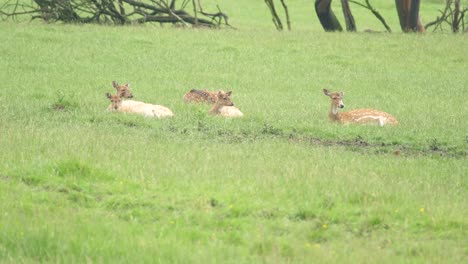 Ein-Junge-Hörte-Von-Hirschen,-Die-An-Einem-Sonnigen-Tag-Im-Gras-Ruhten