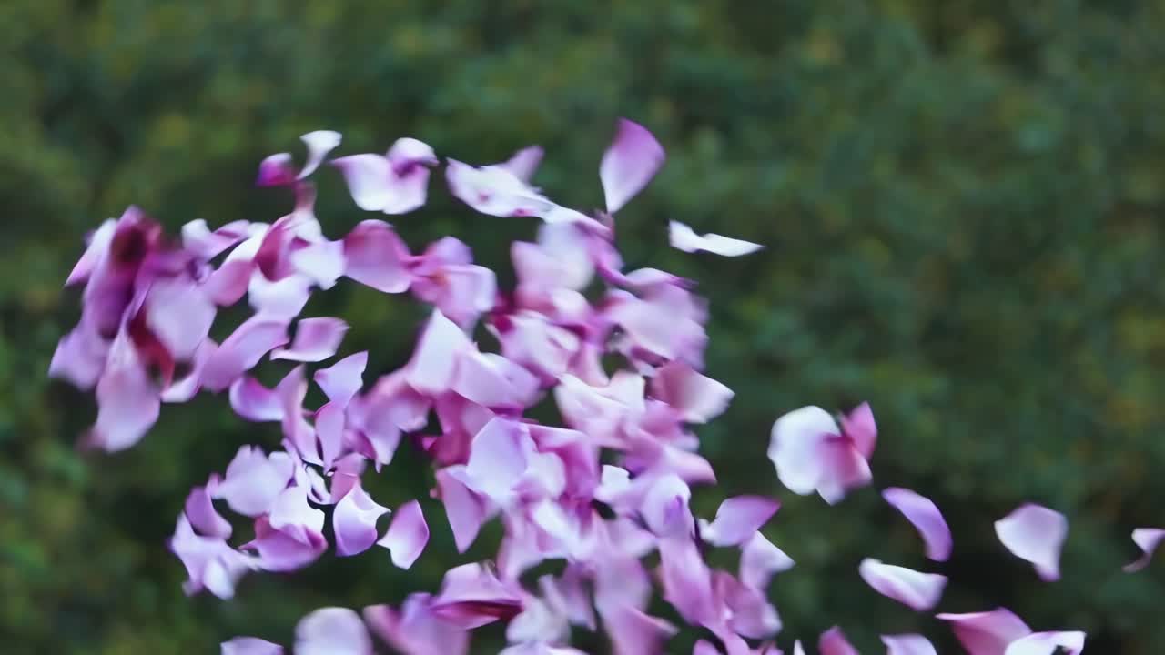 Aerial view of pink petals swirling against a blurred green background, creating a dynamic, dreamy