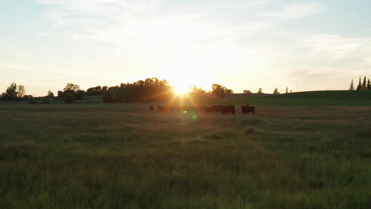Aerea, mandria di mucche nere radunate in un prato erboso al tramonto.