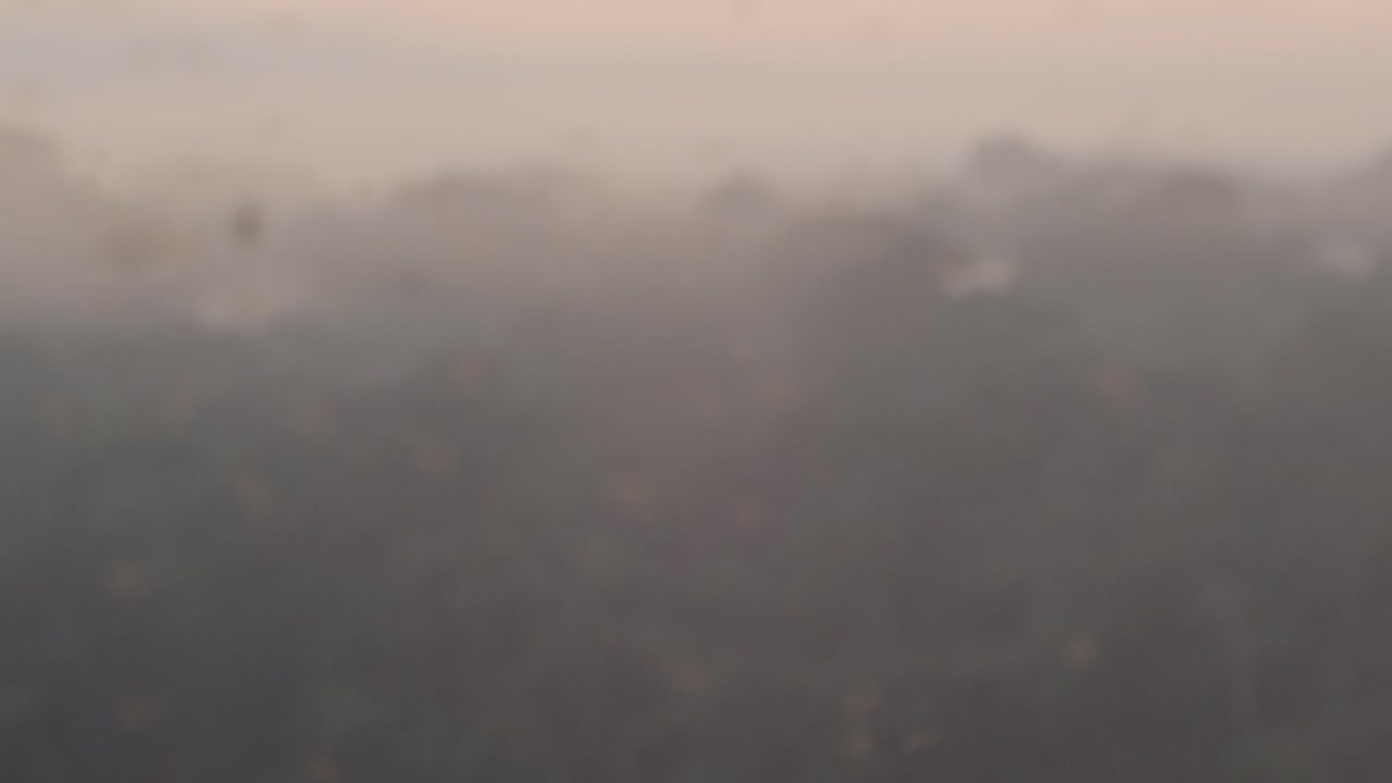 Shift focus shot from misty Rainforest to swarming wasps and other insects
